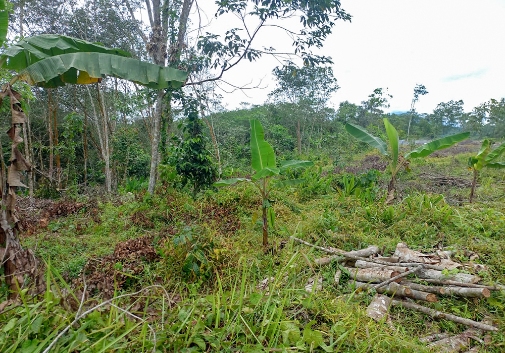 TANAH DI KAB. LEBAK - NPL233-2 di Lebak, Banten - J Trust Investments Indonesia